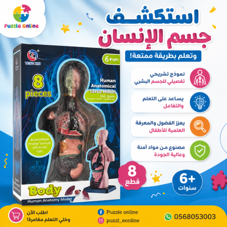 Body – Human Anatomy Model